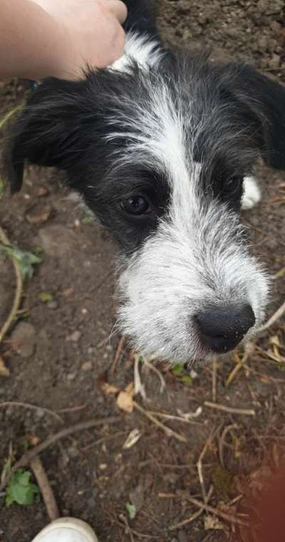 Schnauze angeschwollen-Beitrag-Bild