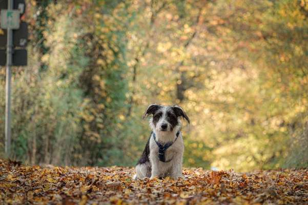 Herbst Bilder-Beitrag-Bild