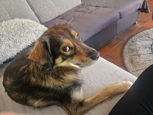 Hundetreffen-Mikado sucht Freunde-Bild