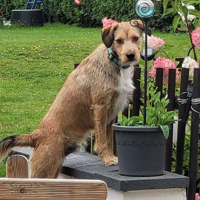 Hundetreffen-Hundebegegnungen üben-Bild