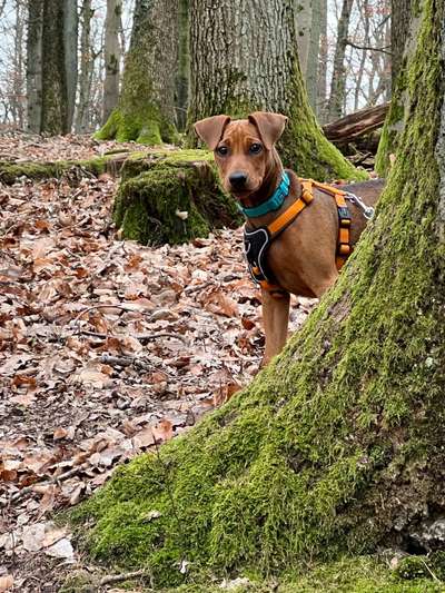 Wie heißt dein Hund?-Beitrag-Bild