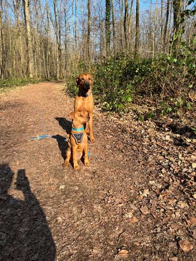 Rhodesian Ridgeback-Beitrag-Bild