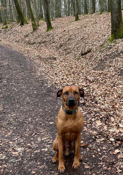 Wie heißt dein Hund?-Beitrag-Bild