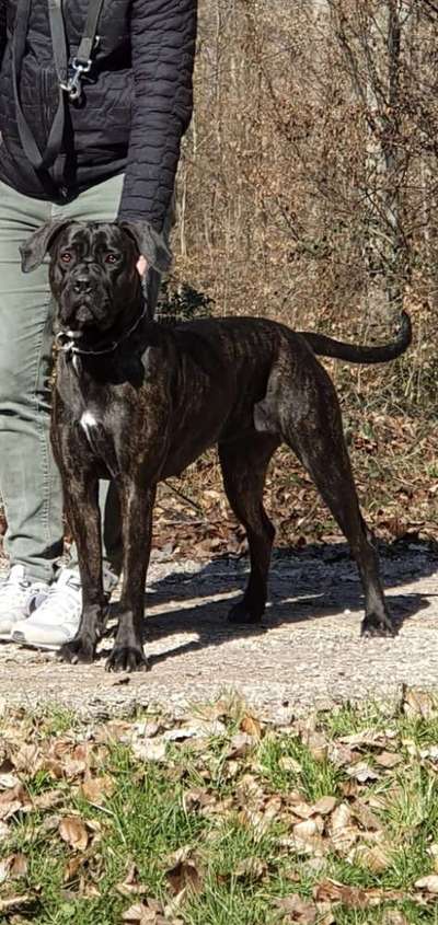 Hundetreffen-Spazieren / Toben , Austauschen-Bild