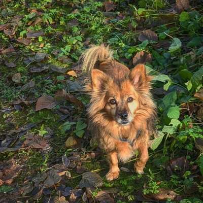 Hundetreffen-Gassirunde mit der kleinen Maya-Bild