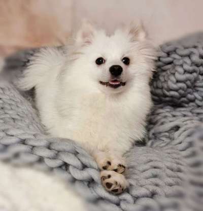 Spitz--Zwergspitz--kleinspitz---mittelspitz----Großspitz--Wolfsspitz-Beitrag-Bild