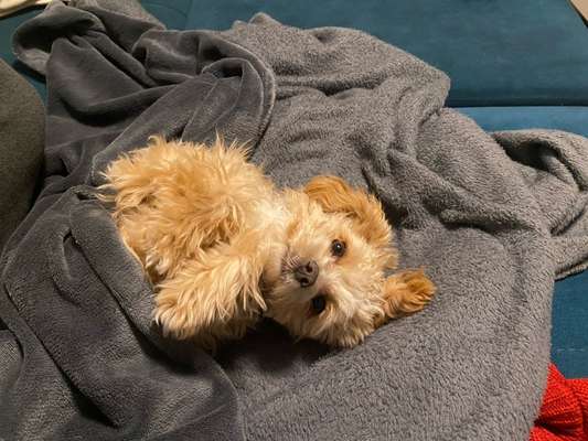 cavapoos-Beitrag-Bild