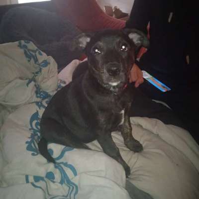 Hunderasse-Beitrag-Bild