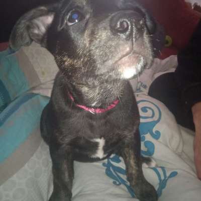 Hunderasse-Beitrag-Bild