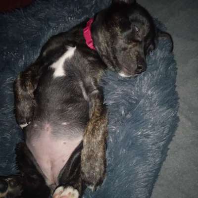 Hunderasse-Beitrag-Bild