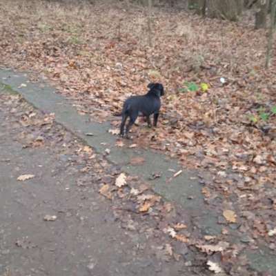 Hunderasse-Beitrag-Bild