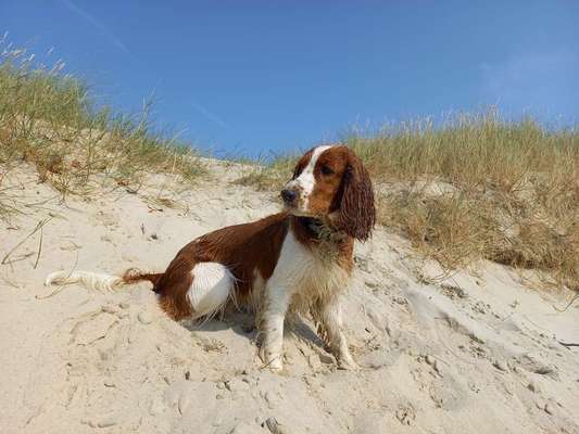 Springer Spaniel-Beitrag-Bild