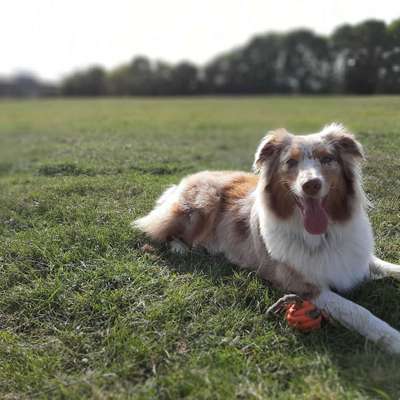 Hundetreffen-Treffen für Australien sheperd-Bild