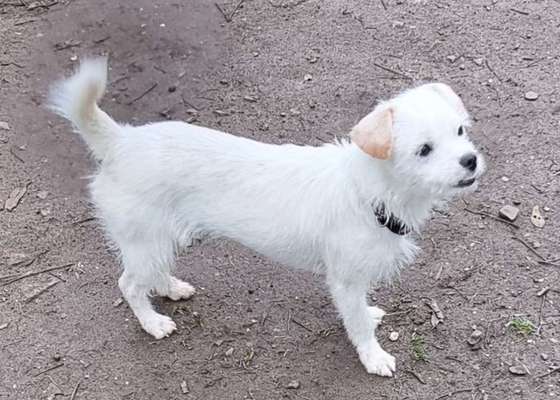 Mischlingshunde Foto Aufruf-Beitrag-Bild