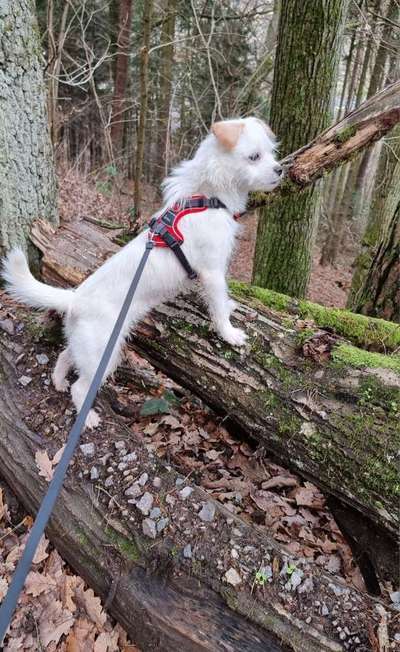 TierschutzhundeStammtisch🐕-Beitrag-Bild