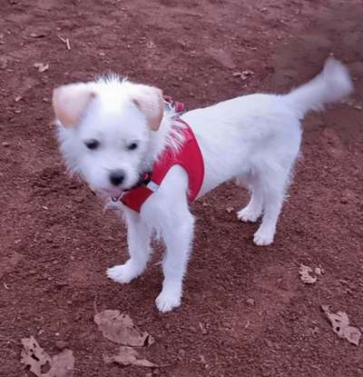 Mischlingshunde Foto Aufruf-Beitrag-Bild