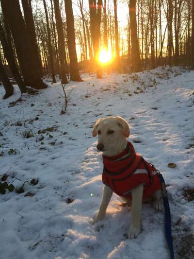 Dogorama Photo Challenge - Winterstimmung-Beitrag-Bild