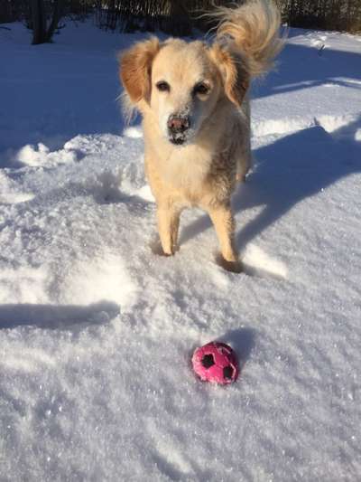 Dogorama Photo Challenge - Winterstimmung-Beitrag-Bild