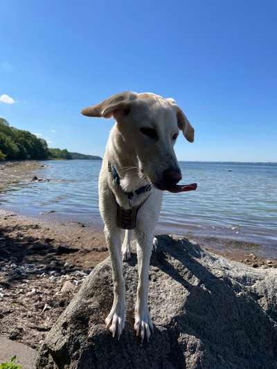 Tongue Out Tuesday-Beitrag-Bild