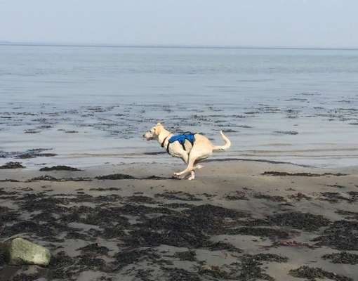 Hunde in Action-Beitrag-Bild