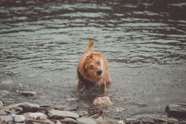 Zeige das lustigste Bild eures Hundis-Beitrag-Bild