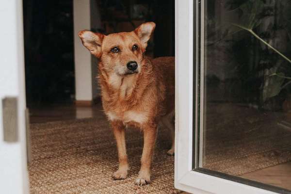 Mischlingshunde Foto Aufruf-Beitrag-Bild