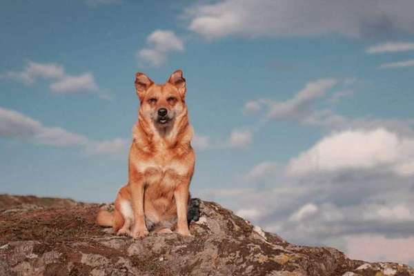 Dogorama Photo Challenge - Einmal lächeln bitte-Beitrag-Bild