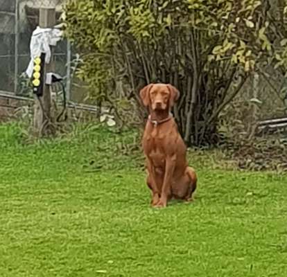 Magyar Vizsla UK-Beitrag-Bild