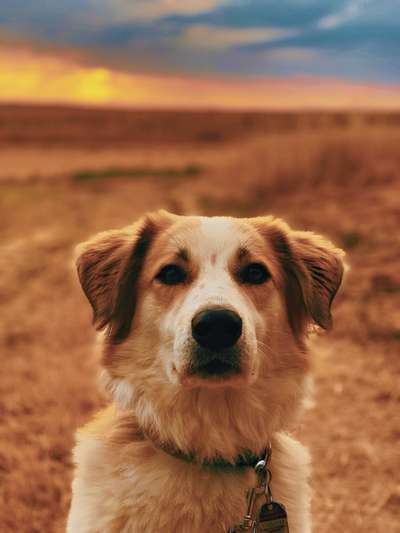 Auslandstierschutz-Beitrag-Bild