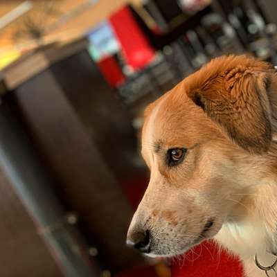 Auslandstierschutz-Beitrag-Bild