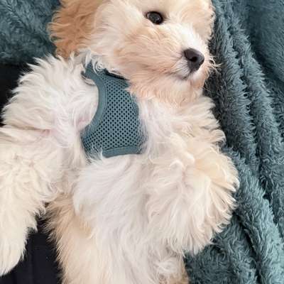 Maltipoo Freunde-Beitrag-Bild