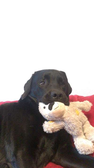 Labradorfans-Beitrag-Bild