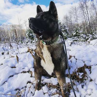 Akita Inu/American Akita (Mix) halter.-Beitrag-Bild