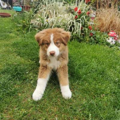 Hundetreffen-Spieldate bei Mattersburg-Bild