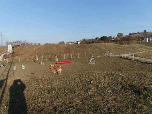 Hundeauslaufgebiet-Hundefreilaufzone Mattersburg-Bild