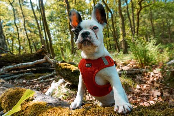 Französische Bulldoggen-Beitrag-Bild