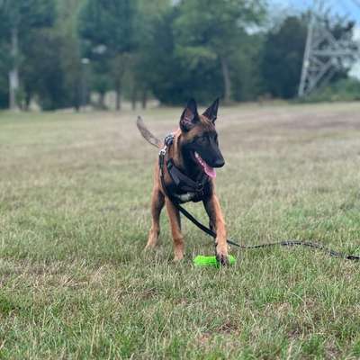 Hundetreffen-Spielpartner gesucht Köln Seeberg . Ares 6,5 Monate Malinois-Bild