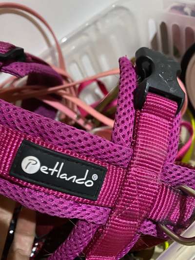 Geschirr für Dackel-Beitrag-Bild