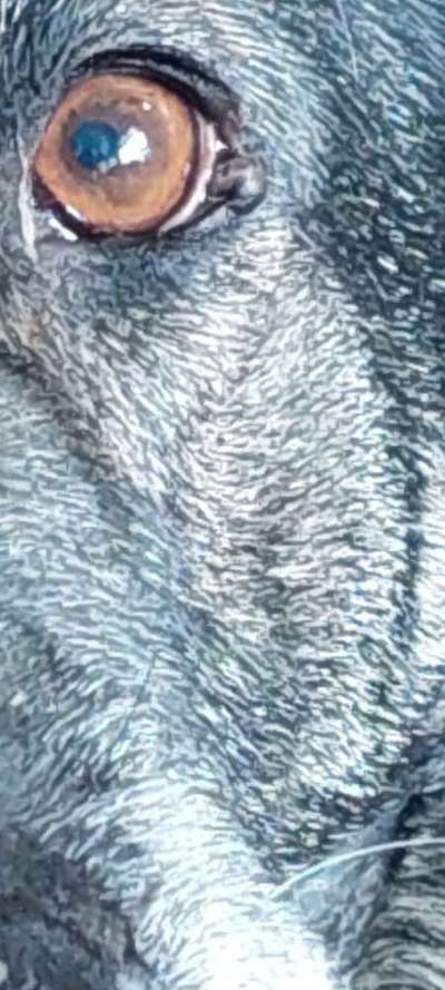 Augenlied Tumor-Beitrag-Bild