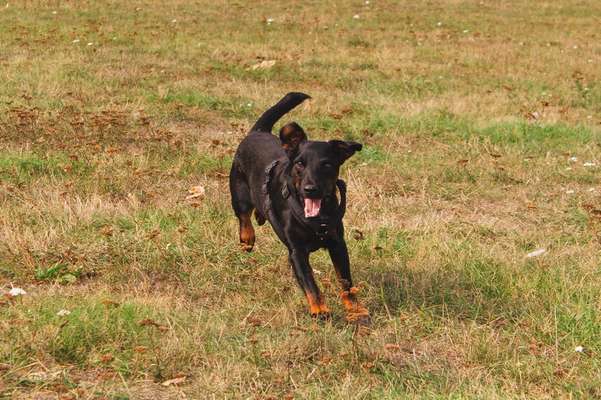 Suche Jagdterrier halter-Beitrag-Bild