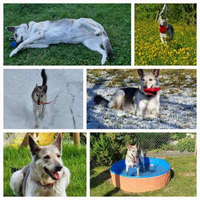 55.Fotocollagen  Challenge  4 Jahreszeiten-Beitrag-Bild