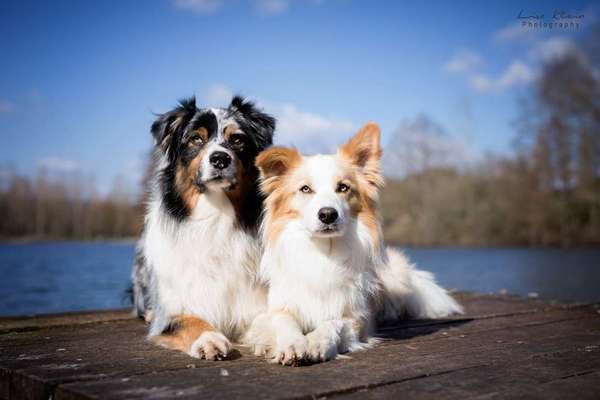 Die Dogorama Kalender Challenge Titelbild-Beitrag-Bild