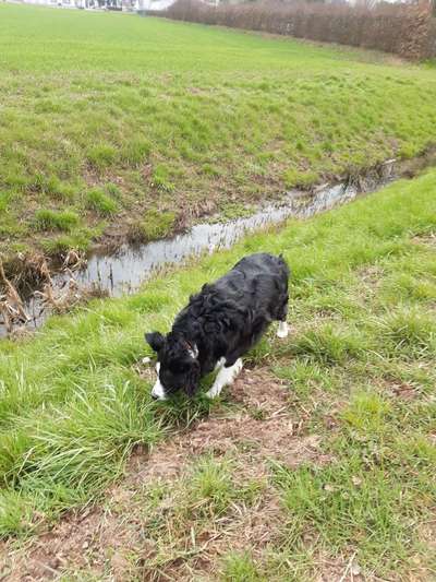 Dogorama-Monats-Challenge-Mai "Wasser"-Beitrag-Bild