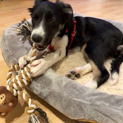 Hundetreffen-Suche selbstbewussten Hund, der meine kleine winnie draußen etwas hilft-Bild