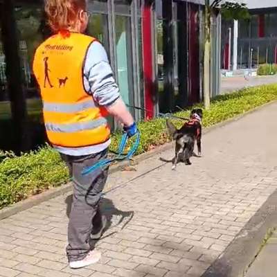 Hundetreffen-Mantrailing Hobbygruppe-Bild
