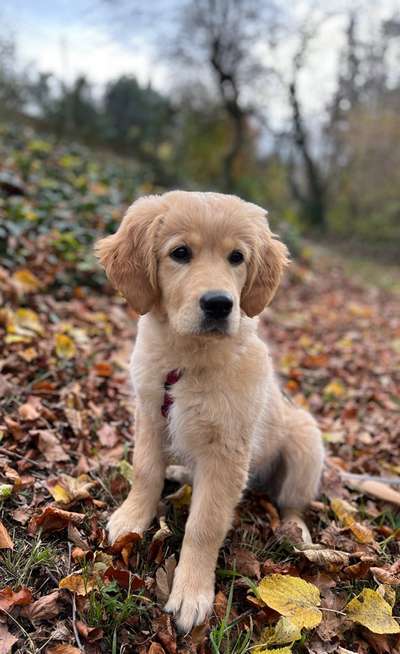 Hundetreffen-Welpen Spielrunde-Bild