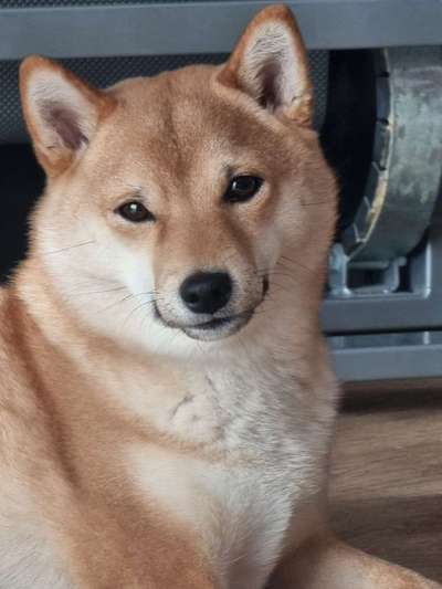 Shiba Inu und andere japanische Rassen!-Beitrag-Bild