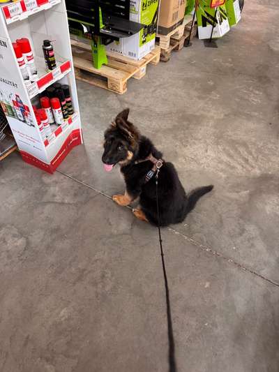 Hundetreffen-Welpen treffen in Treuchtlingen-Bild
