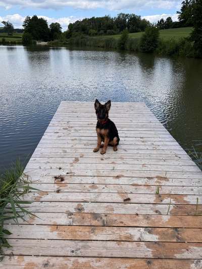 Deutsche Schäferhunde, Belgische Schäferhunde.-Beitrag-Bild