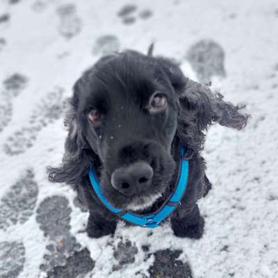 Englisch Cocker Spaniel-Beitrag-Bild